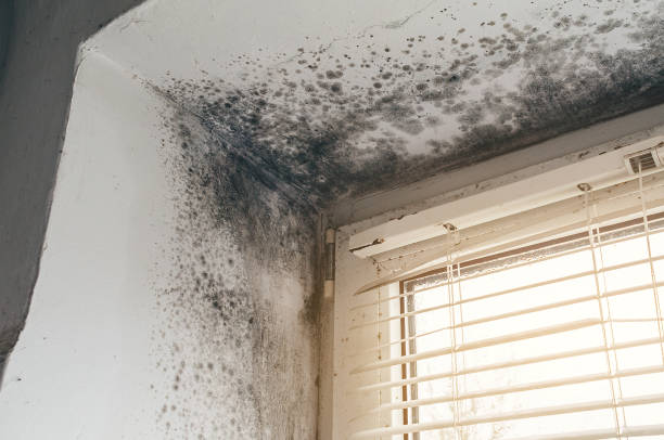 Affordable Mold Removal solutions in Anna, TX